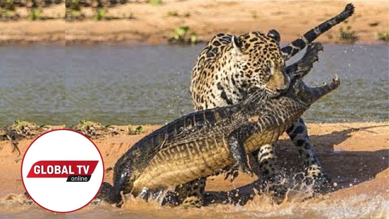 LIVE: Kutoka Mbuga za Wanyama Serengeti Tanzania