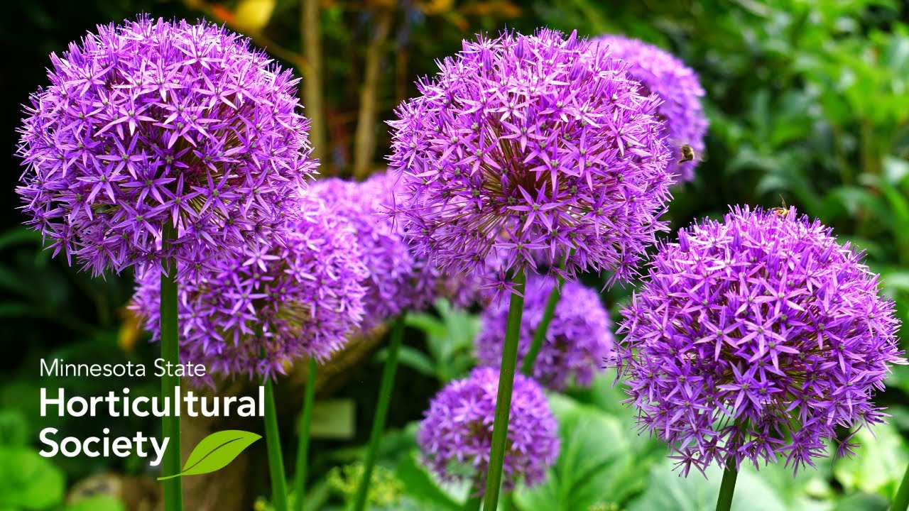 Amazing Allium
