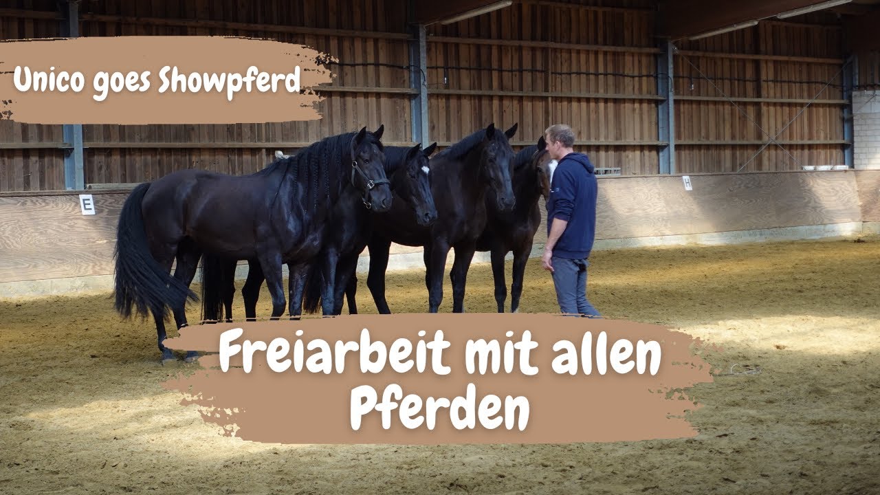 Das erste Training mit 5 Pferden - Unico wird Showpferd