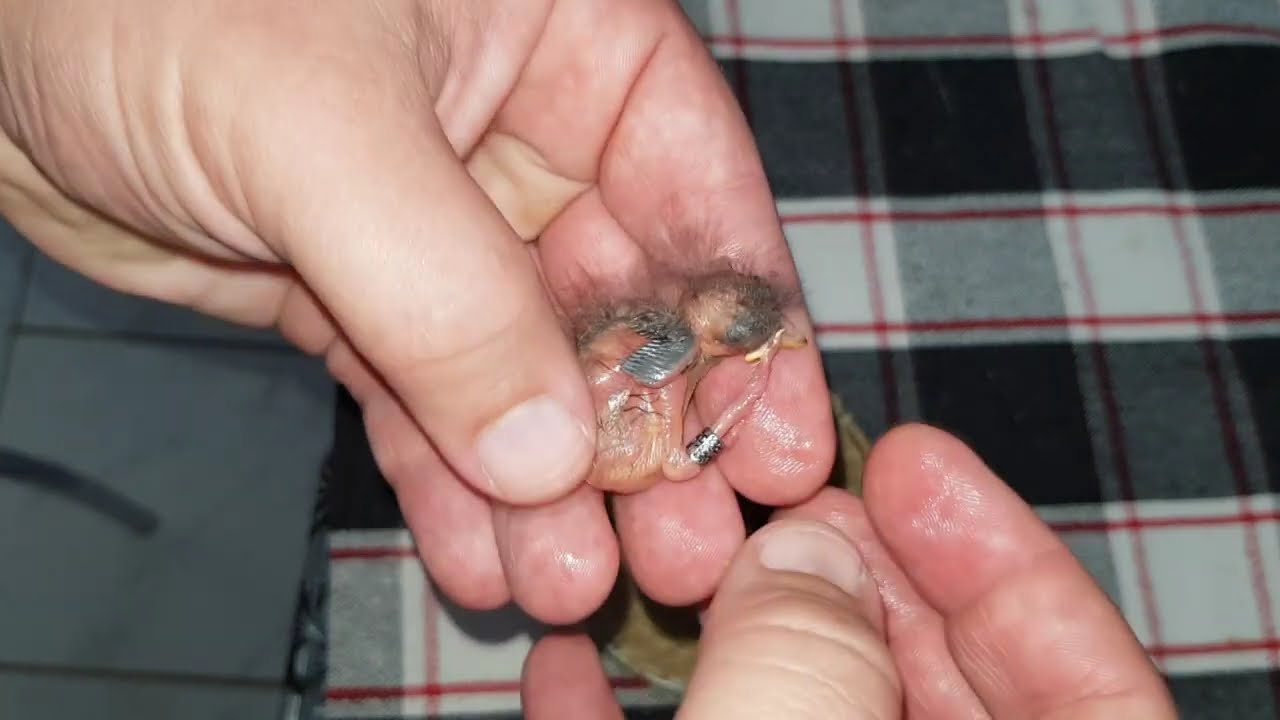 Anilhando + filhotes de Tico tico temporada 2019