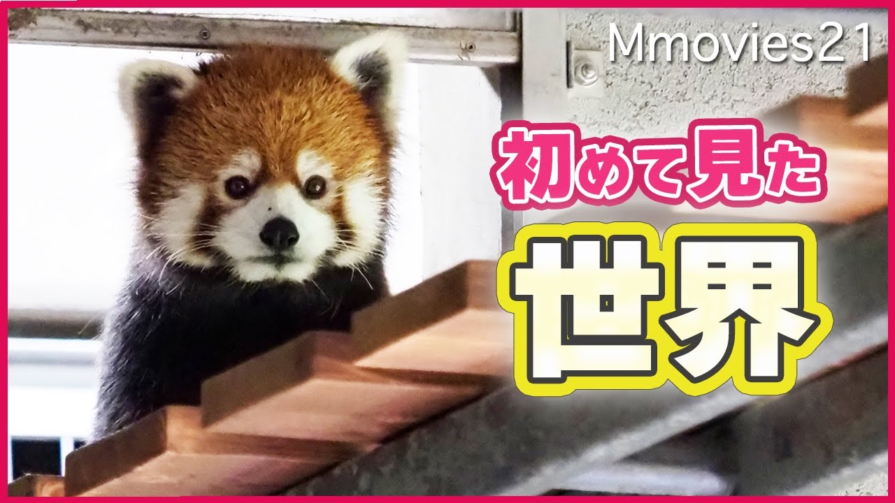 キョトン？固まってしまったレッサーパンダ小百合のデビュー戦~円山動物園の新しい屋内吊り橋展示場 Red Panda