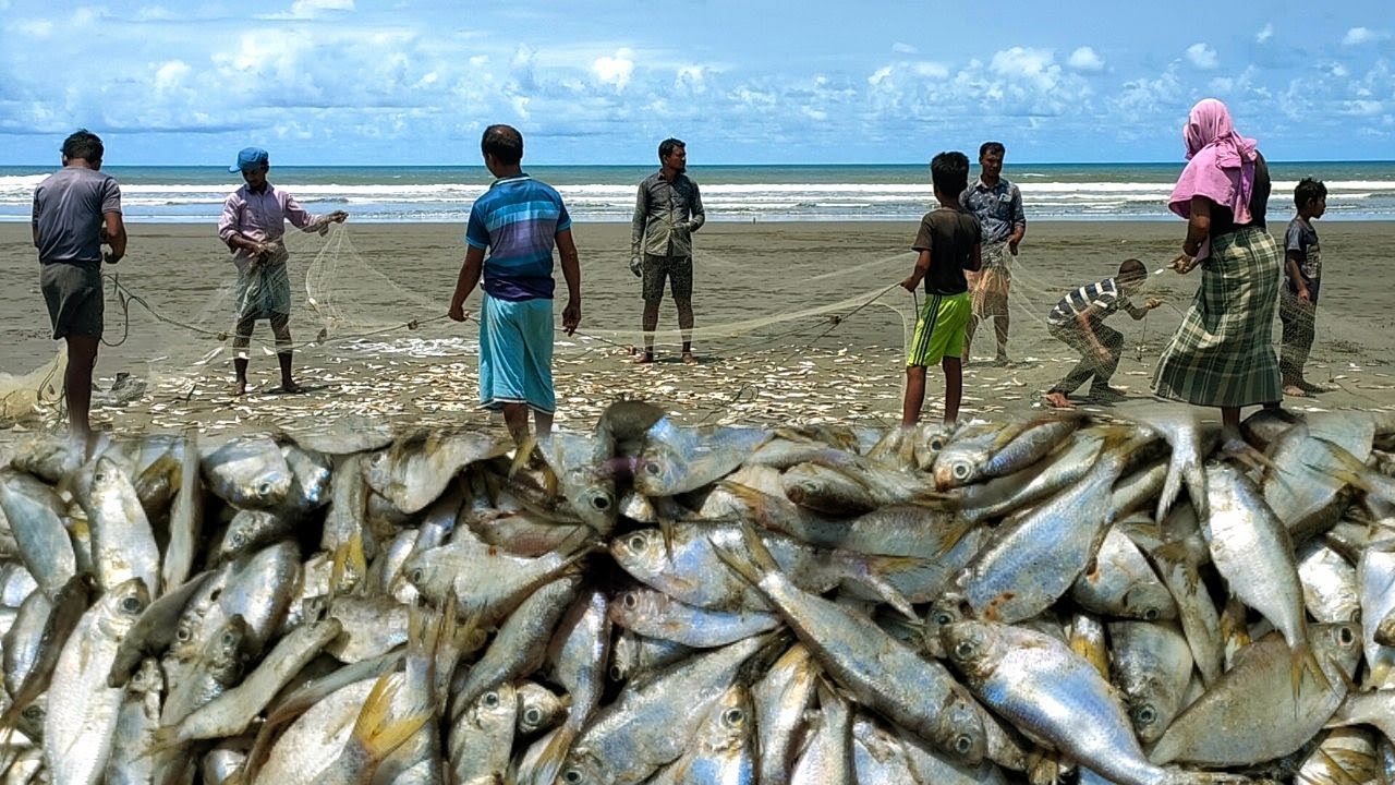 কক্সবাজার বঙ্গোপসাগরে কারেন্ট জালের মাছ Current net fish in Cox's Bazar Bay of Bengal