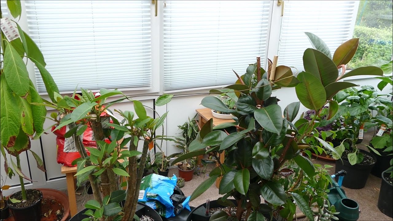 Moving My Plants To The New House