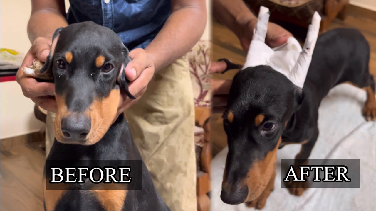 Dogs Ear Posting Method After Ear Cropping 🐕 By Loyal Dog Training Academy Kerala
