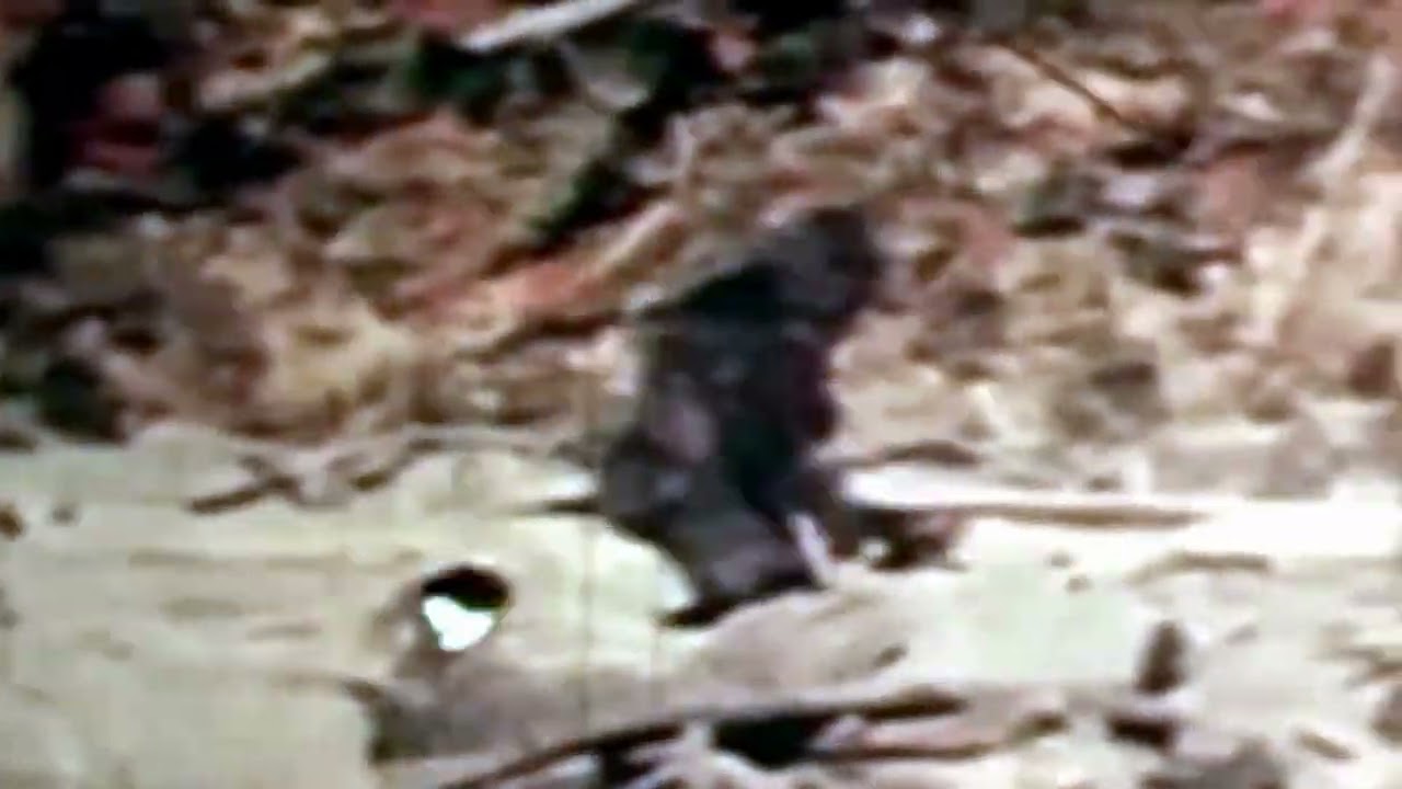 Patterson-Gimlin Film HD 60fps (Part 2)