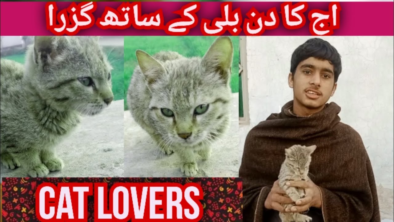 ##اج کا وقت بلی کے ساتھ گزرا##tag #نادر ##farming #comedy 
