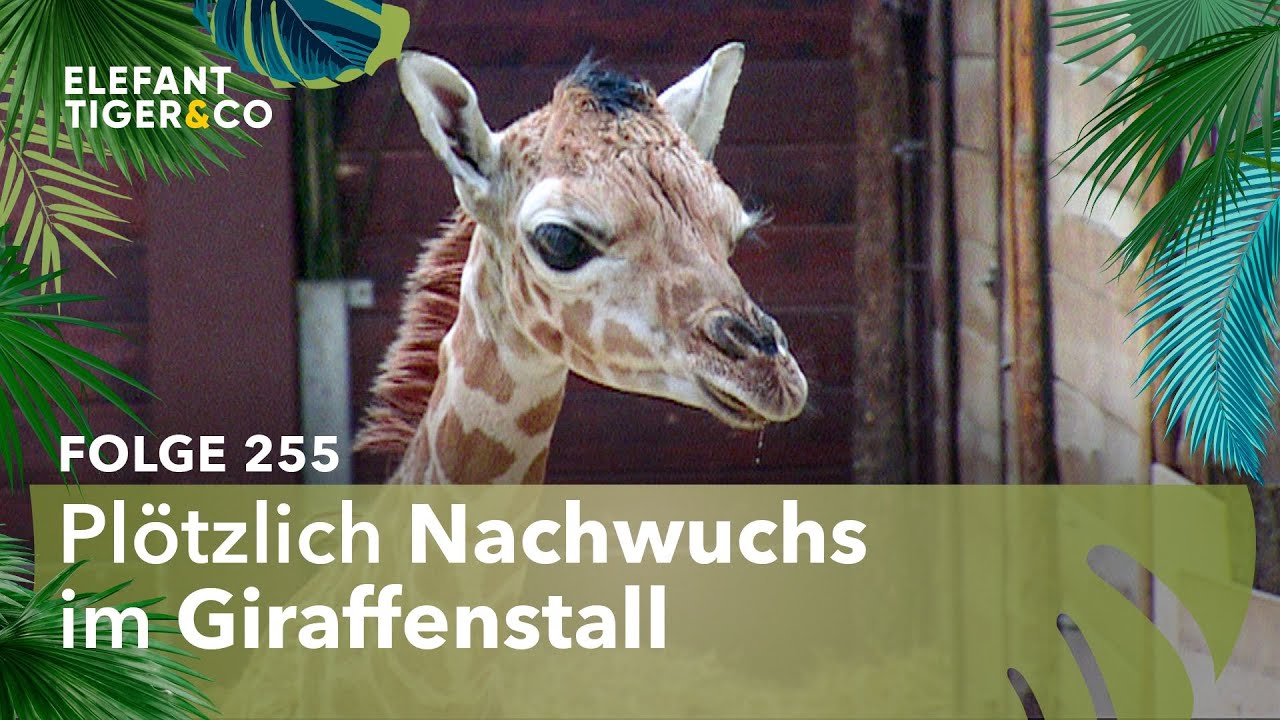 Kindersegen im Zoo Leipzig (Folge 255) | Elefant, Tiger & Co. | MDR