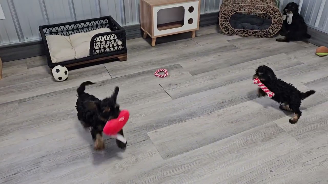 Ollie ,Oliver & Onyx F1b Cavapoo  🐶 are available for adoption. Watch them play!