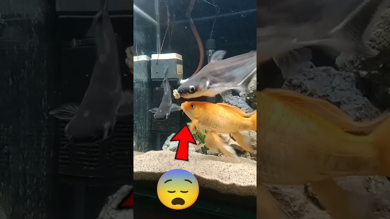 My khunkhar 😱 fish feeling black shark gold... 