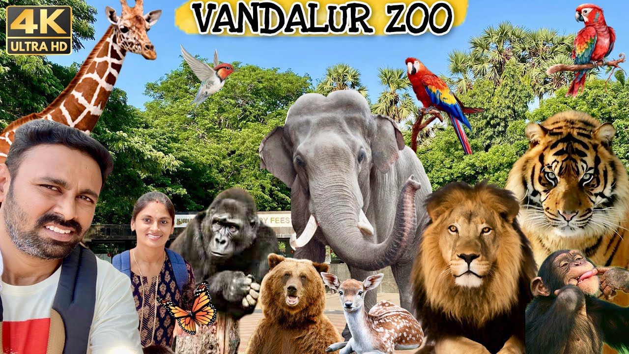 Explore Vandalur Zoo – Chennai’s Wildlife Paradise! 🦁🐯🐵 