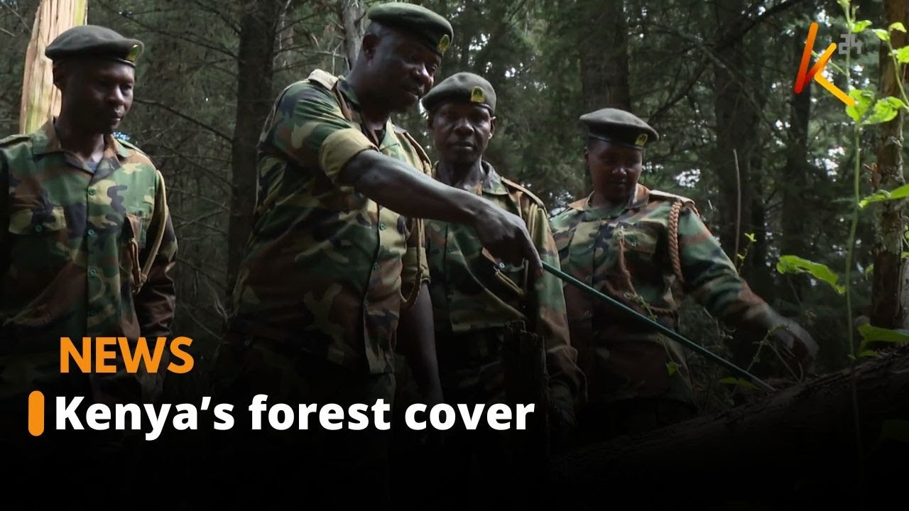 Kenya’s forest service efforts bears fruit after deployment of more rangers