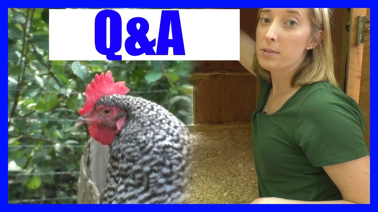 🐔 Ultimate Chicken Coop Tour: Most Efficient Setup + Q&A!