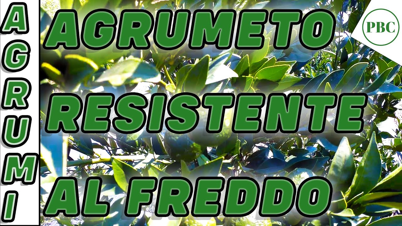 Agrumeto con piante di agrumi resistenti al freddo in pieno campo pianura padana Francesco 130823