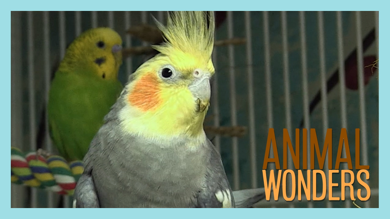 Real Talk with Steve the Cockatiel