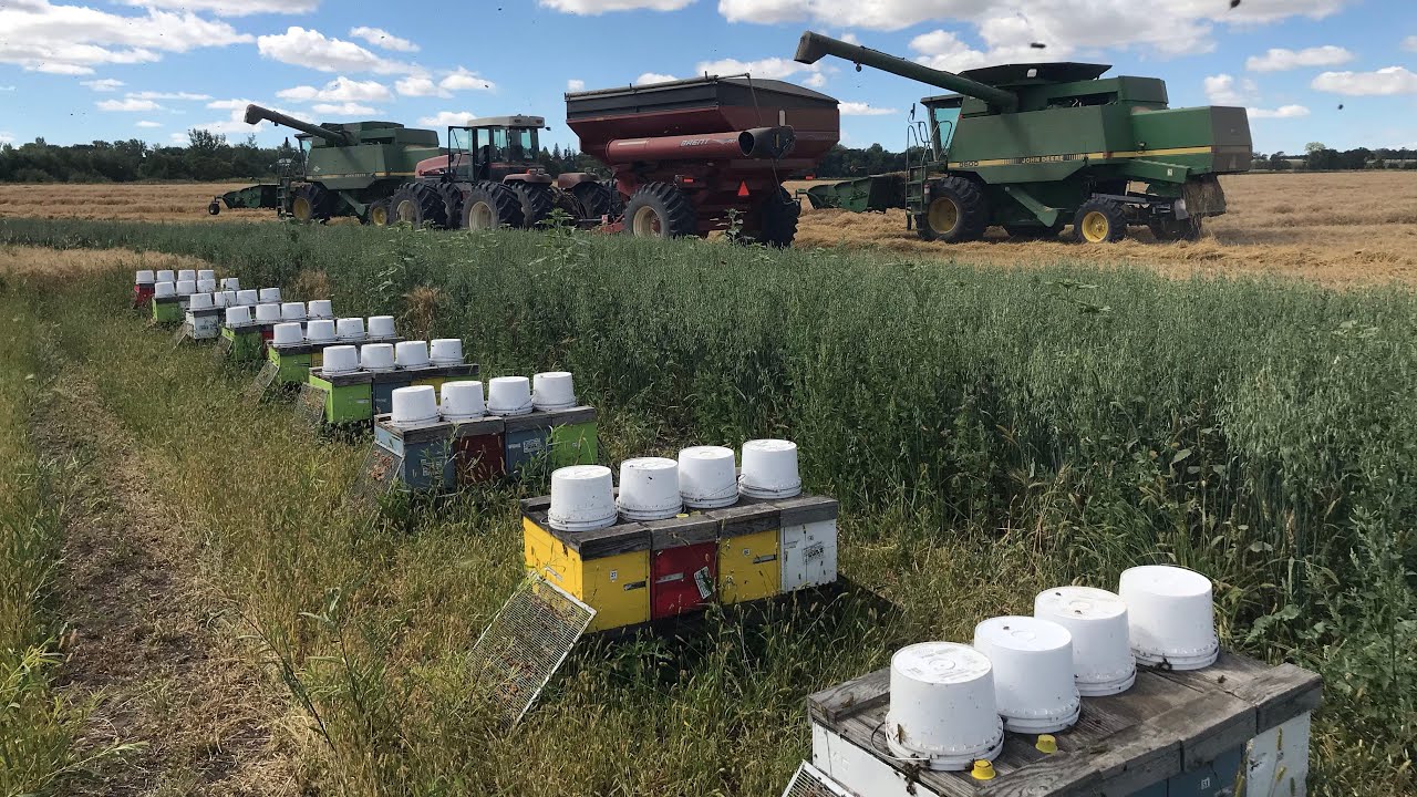 Getting Distracted in the Field - August 28, 2020