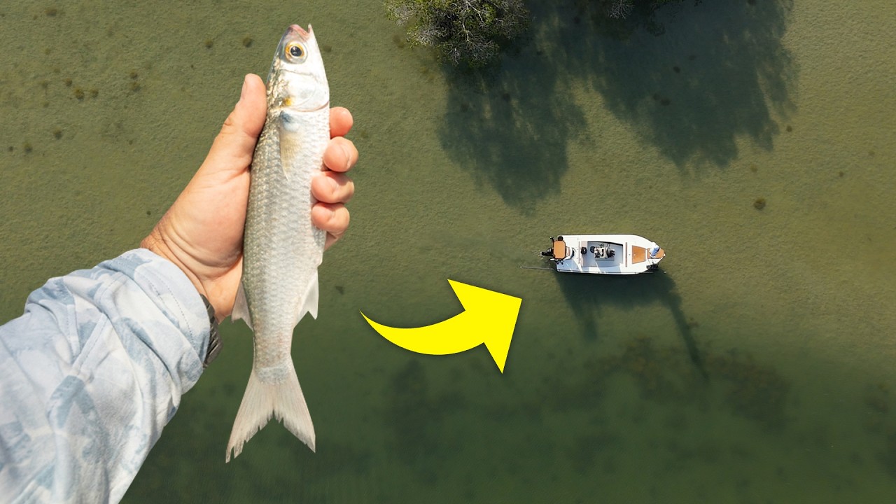 Big Live Mullet Snook Fishing and Turkey Hunting!