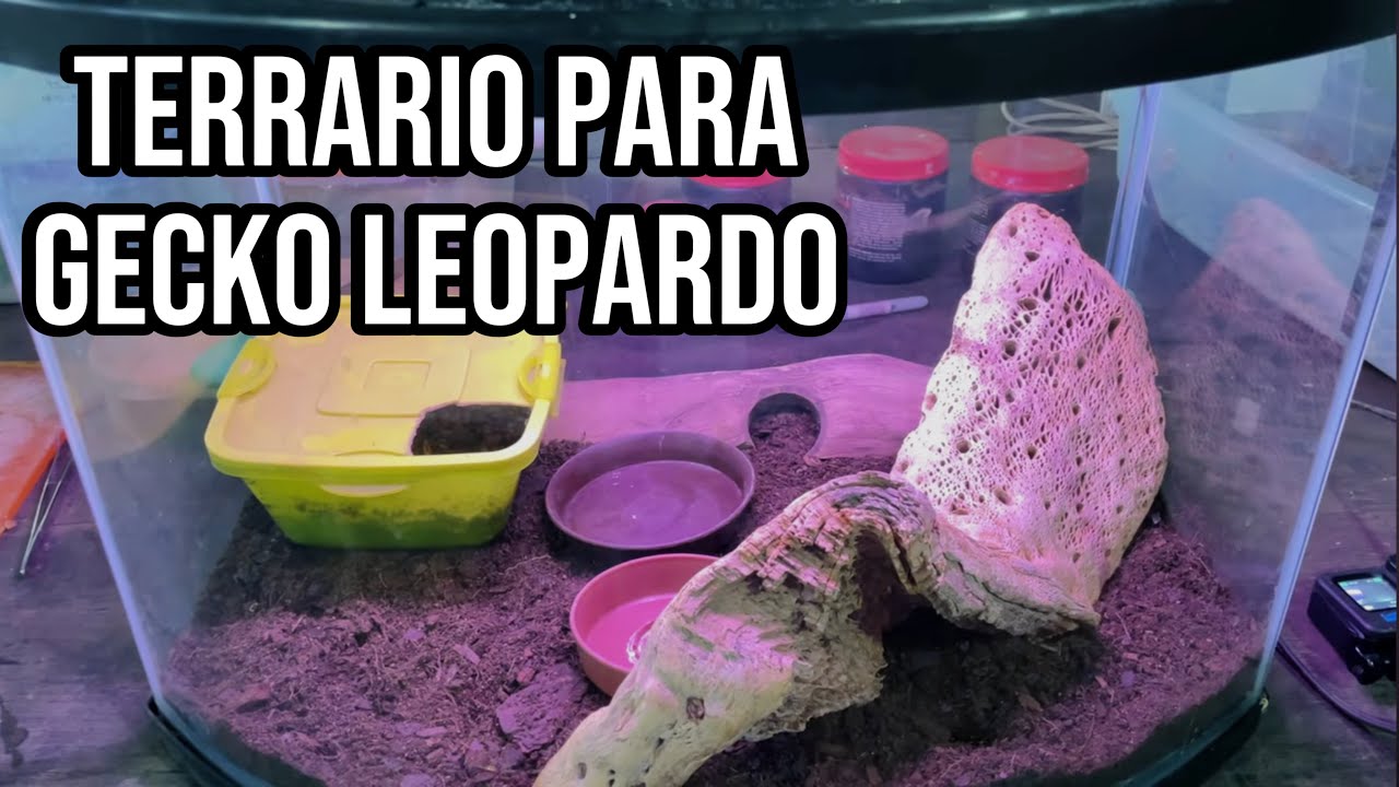 Terrario Para Gecko Leopardo!!! Así Puedes Hacer Uno