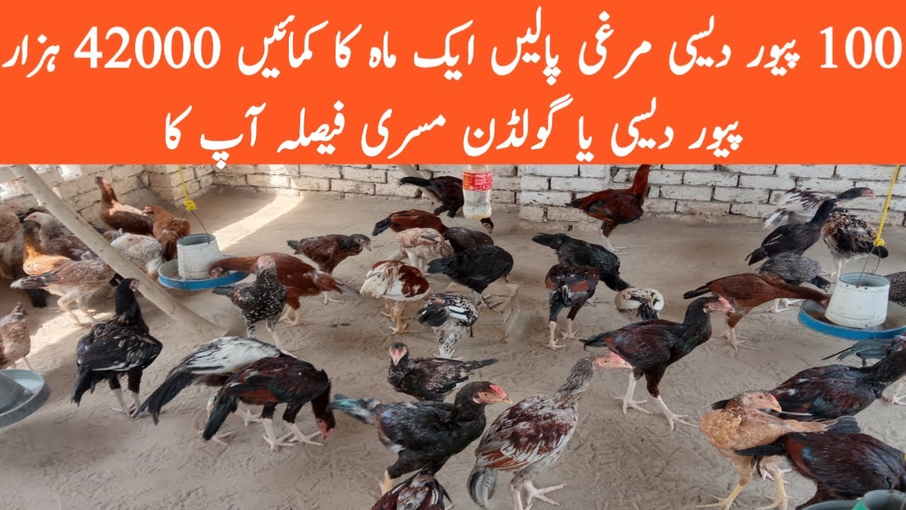 Pure desi chicken farming business plan || desi murgi palan || Khair village life
