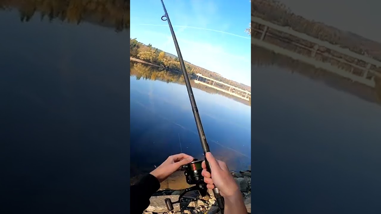 Z&aacute;běr v př&iacute;m&eacute;m přenosu! #fishing #fish #rybařen&iacute; #fyp #carpangler