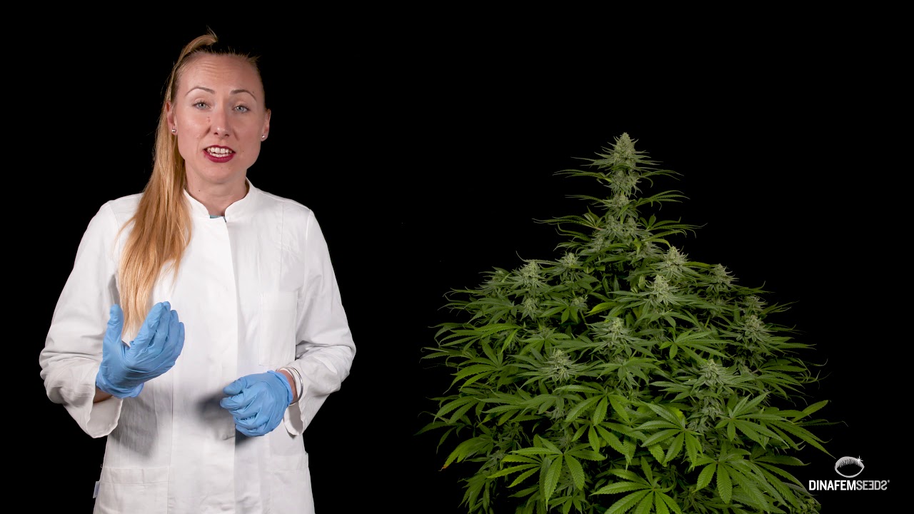 Vari&eacute;t&eacute; de cannabis f&eacute;minis&eacute;e Dinamed CBD Plus
