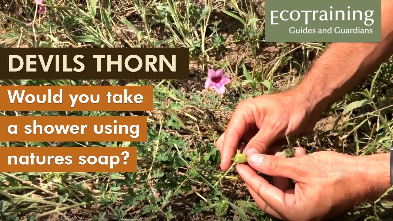 Flora Fridays: Devil's Thorn | Dicerocaryum eriocarpum