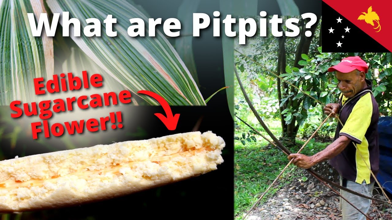 Pitpits - Food, Spears, and Mattresses | Plants of Papua New Guinea