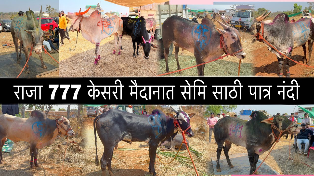 राजा 777 केसरी मैदानात सेमि साठी पात्र नंदी