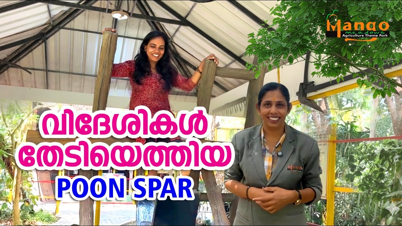 കപ്പലിന് തൂൺ ഉണ്ടാക്കുന്ന മരം! #videos ​#punna #punnamaram #calophylluminophyllum #mangomeadows