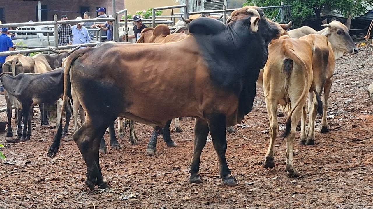 tiangue de Osicala, Morazán Sur, El Salvador, viernes 27 de junio 2025