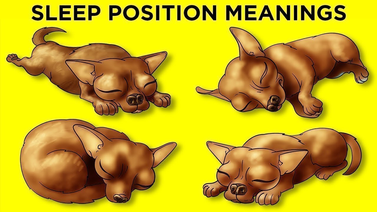 What Your Dog&rsquo;s Sleeping Position Reveals About Them