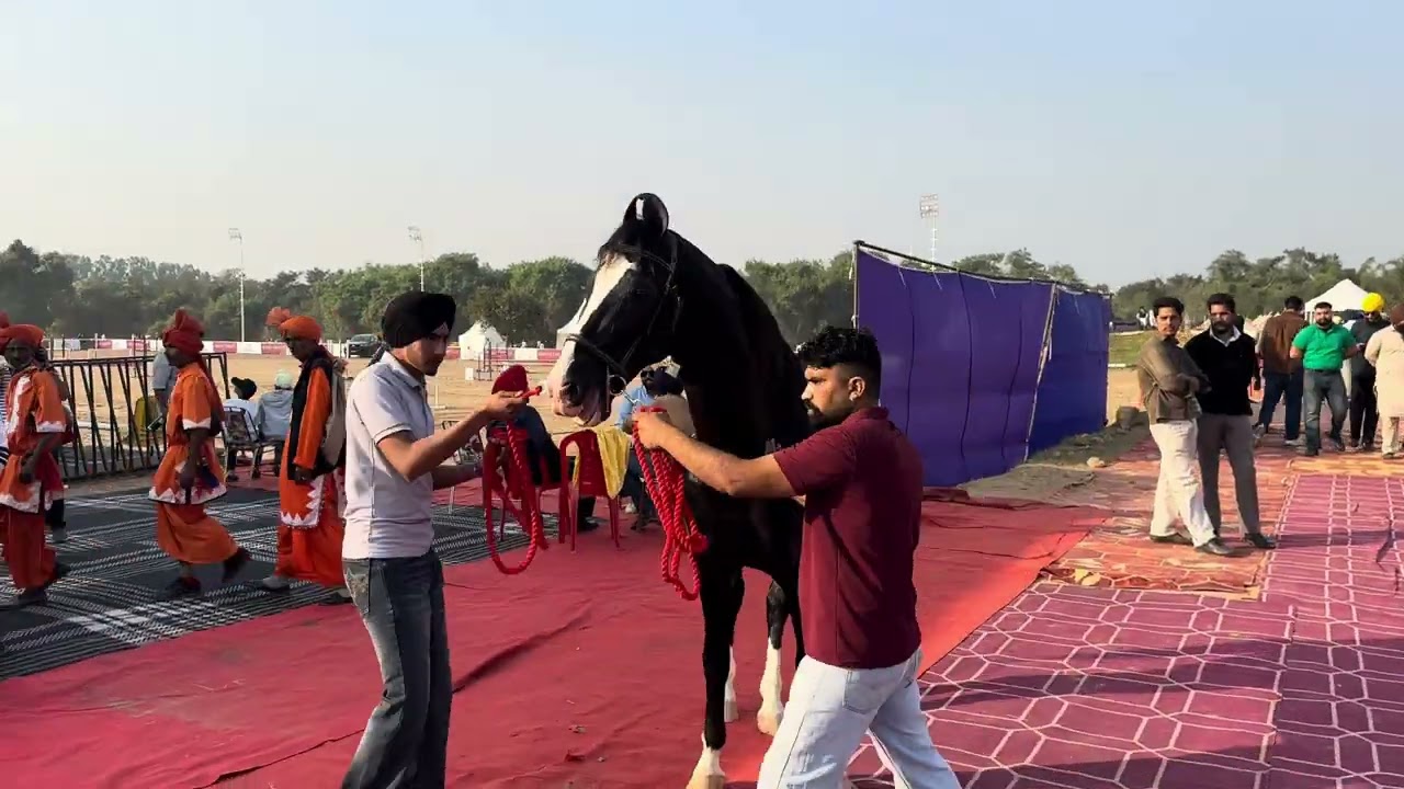 The Majestic Horse Fair/ Hooves of Heritage/ Horse Fair Near Sukh Villas Chandigarh