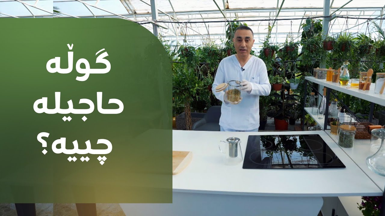 گوڵە حاجیلە چییە؟