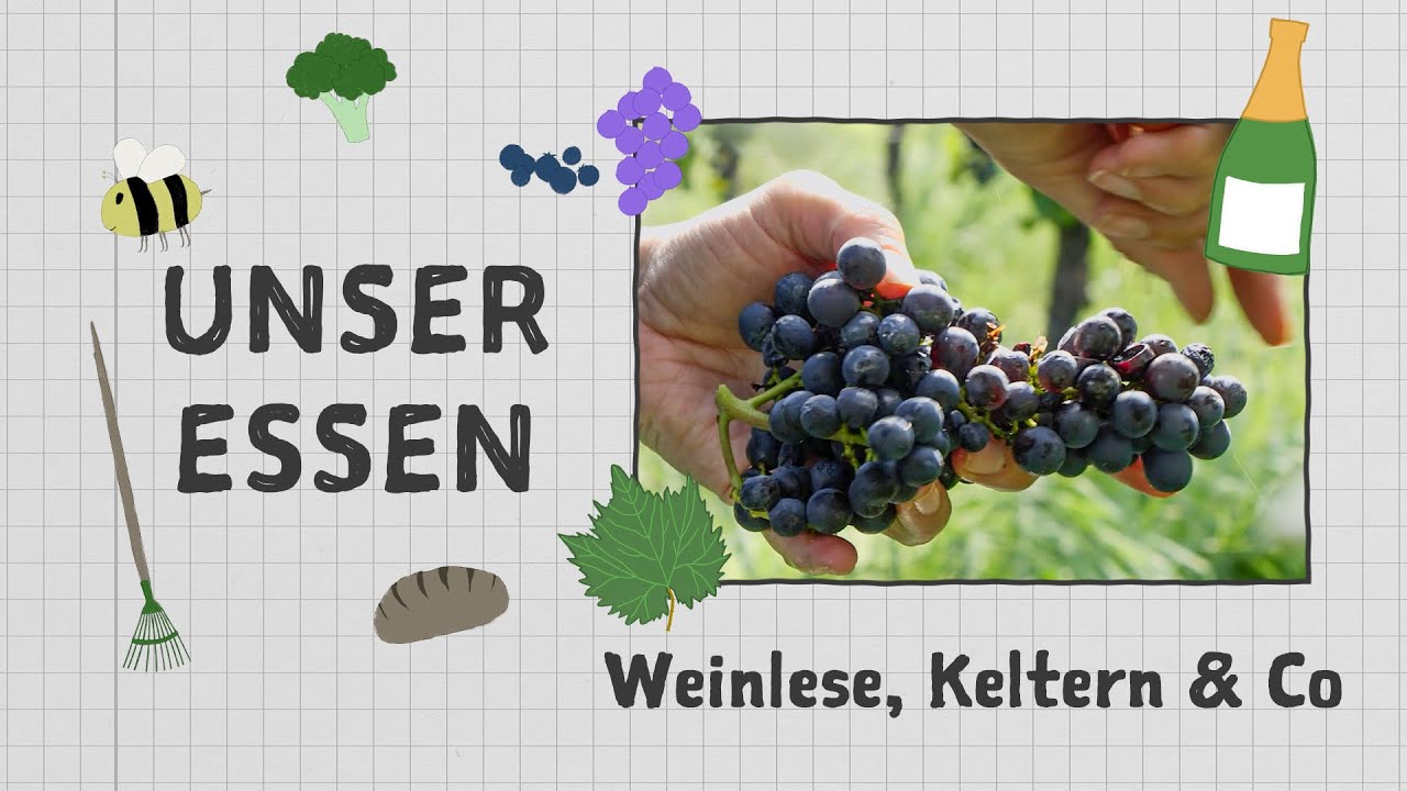 So wird Wein hergestellt - Reportage | Unser Essen