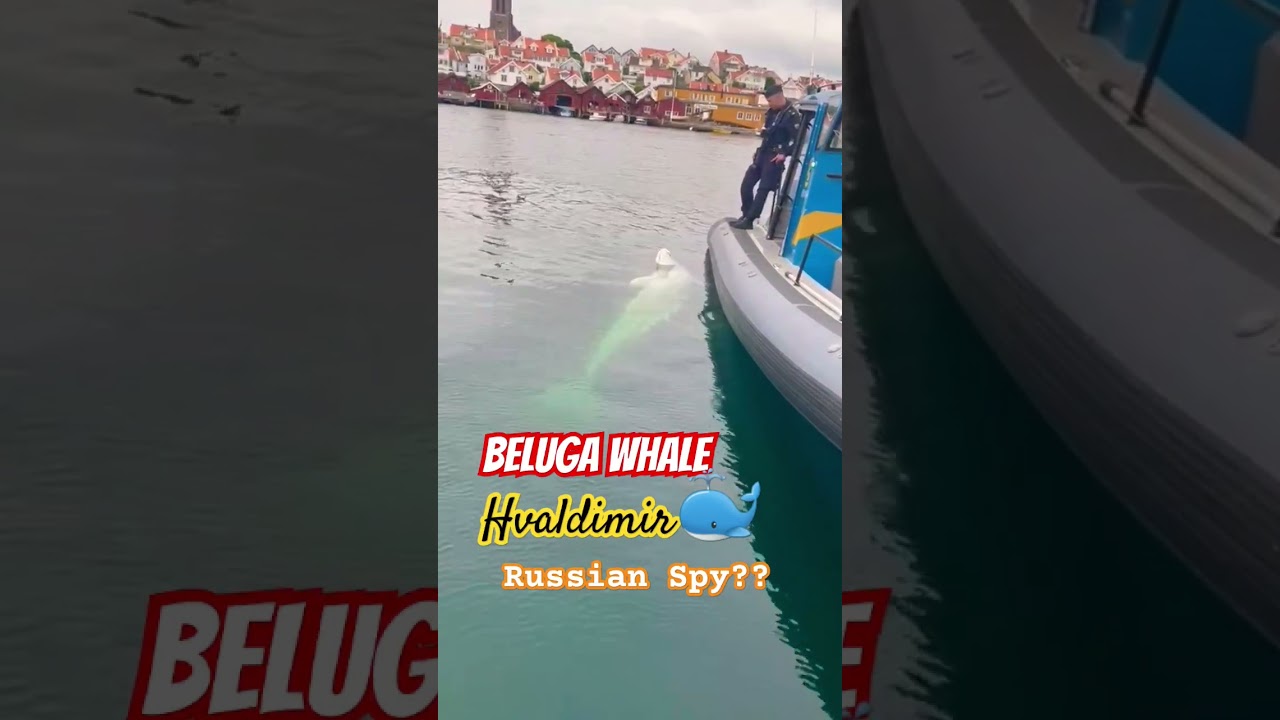 A beluga whale 🐋 (Hvaldimir) long believed to be a Russian Spy has surfaced in Sweden 🇸🇪 Fj&auml;llbacka
