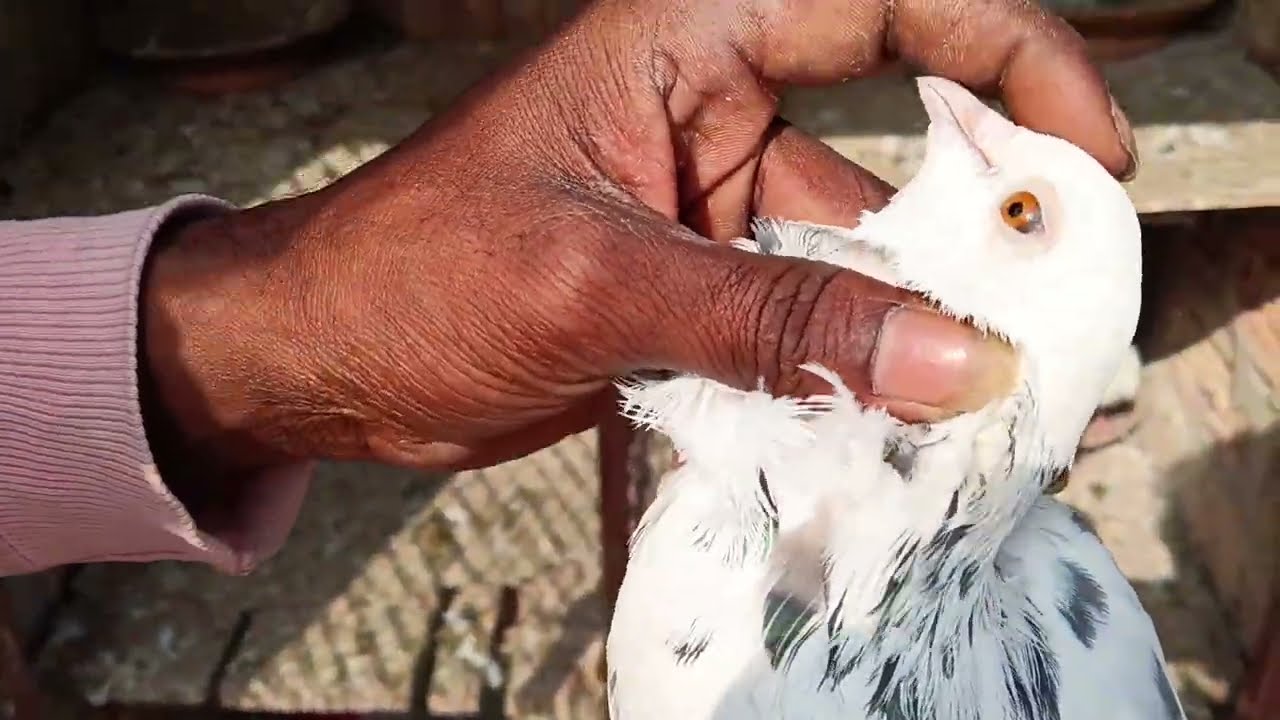  প্রসেনজিৎ ভাই এর মালবাই পয়রা সেল হবে যোগাযোগ 9330782029 #pigeon #kabootar #punjabi #sale