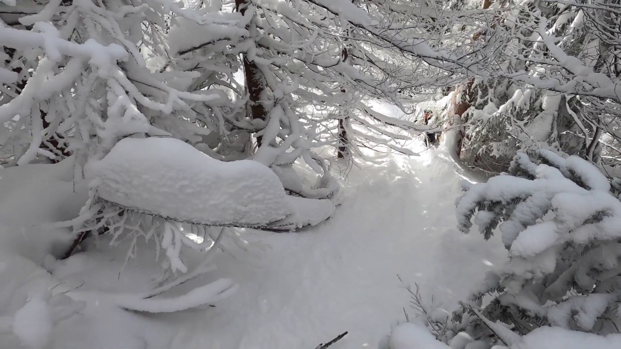 Bolton Valley Tree skiing February 2020