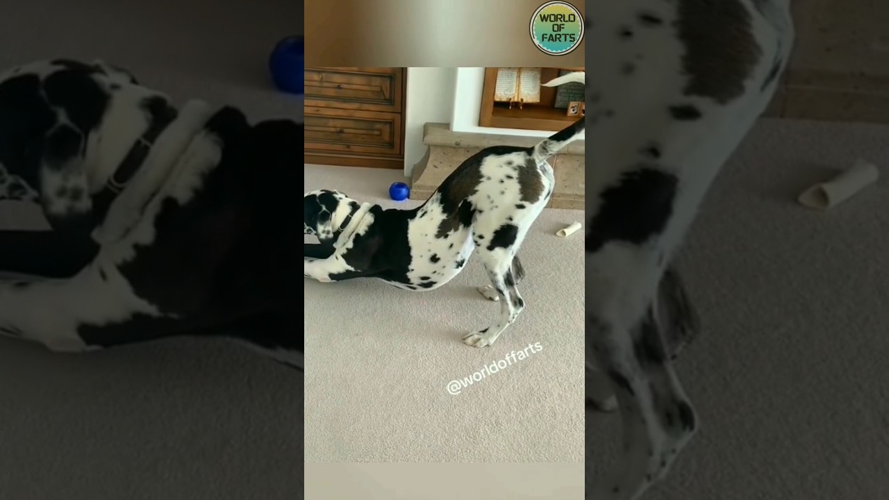 Dogs Can't Hide Their Farts🐕💨😄#dog#fart#shorts