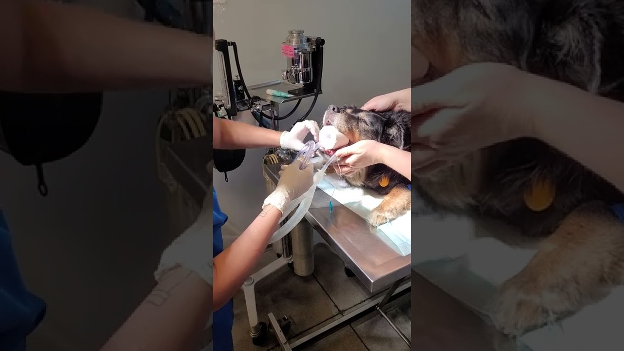 Penn Foster Externship 1, Skill 13: Orogastric Intubation