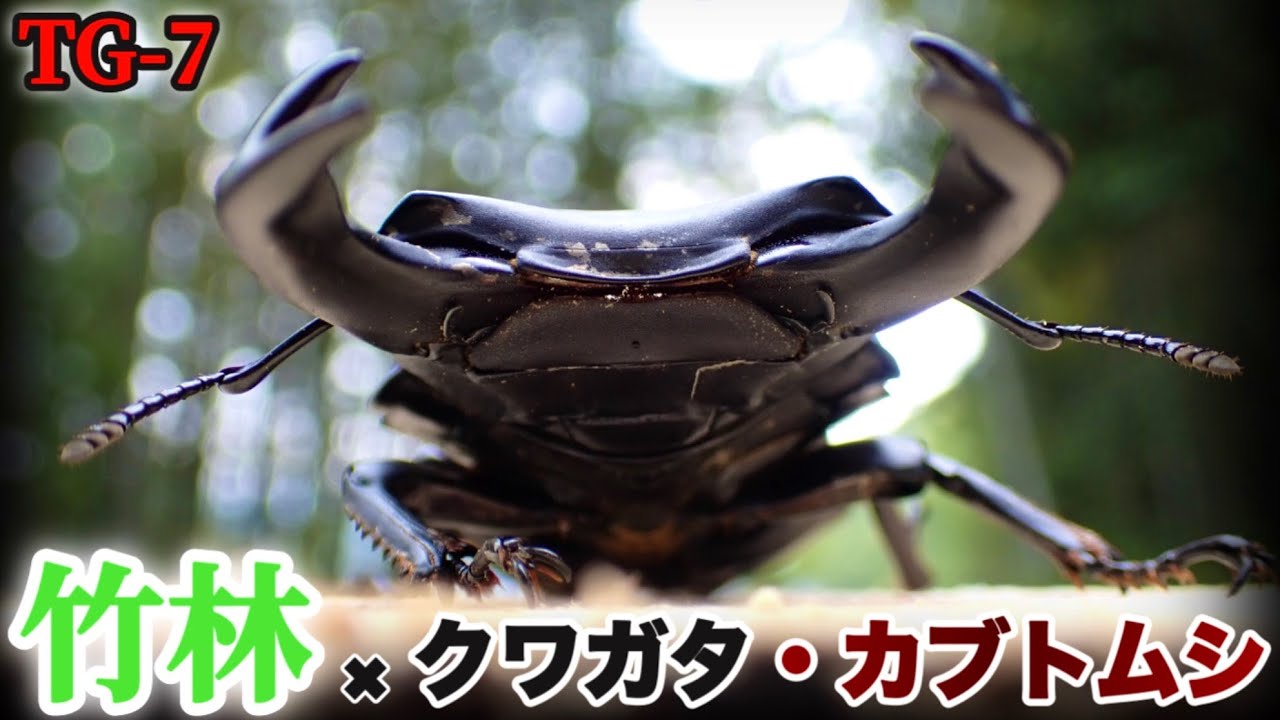 【OM SYSTEM TG-7】クワガタ好きが撮る夏の竹林と生き物たち