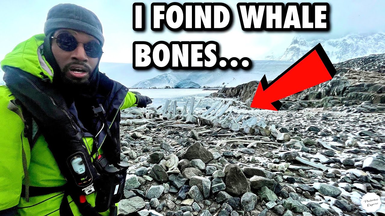 I Found A Giant Whale Skeleton While Exploring Antarctica