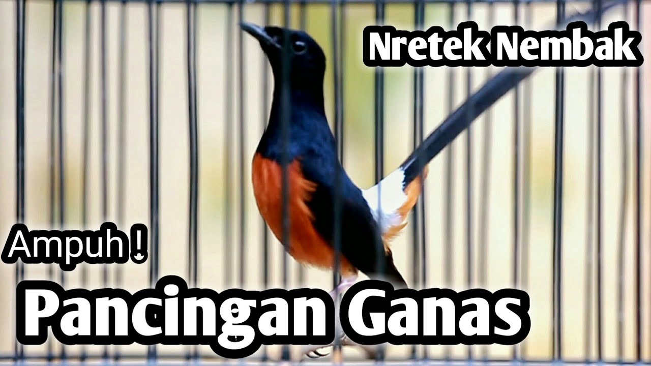 MURAI BATU GACOR FULL ISIAN TEMBAKAN KASAR SANGAT AMPUH MEMANCING EMOSI MURAI BATU LAIN