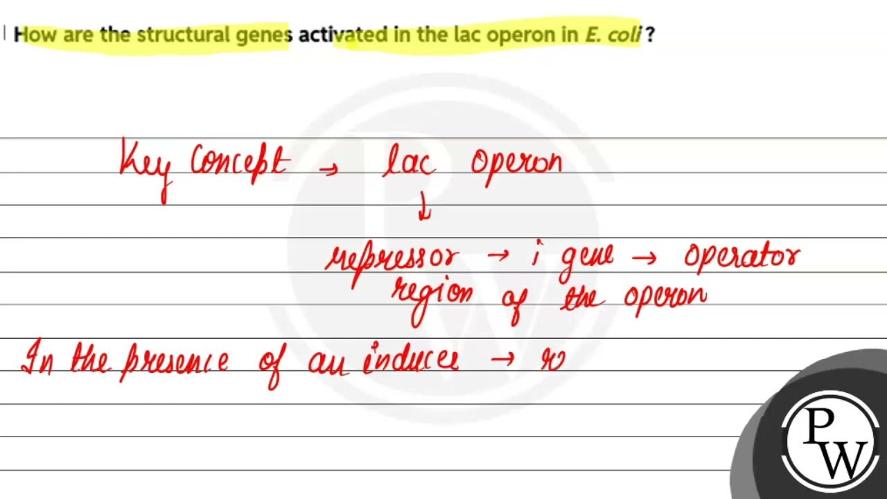 How are the structural genes activated in the lac operon in E. coli ?....