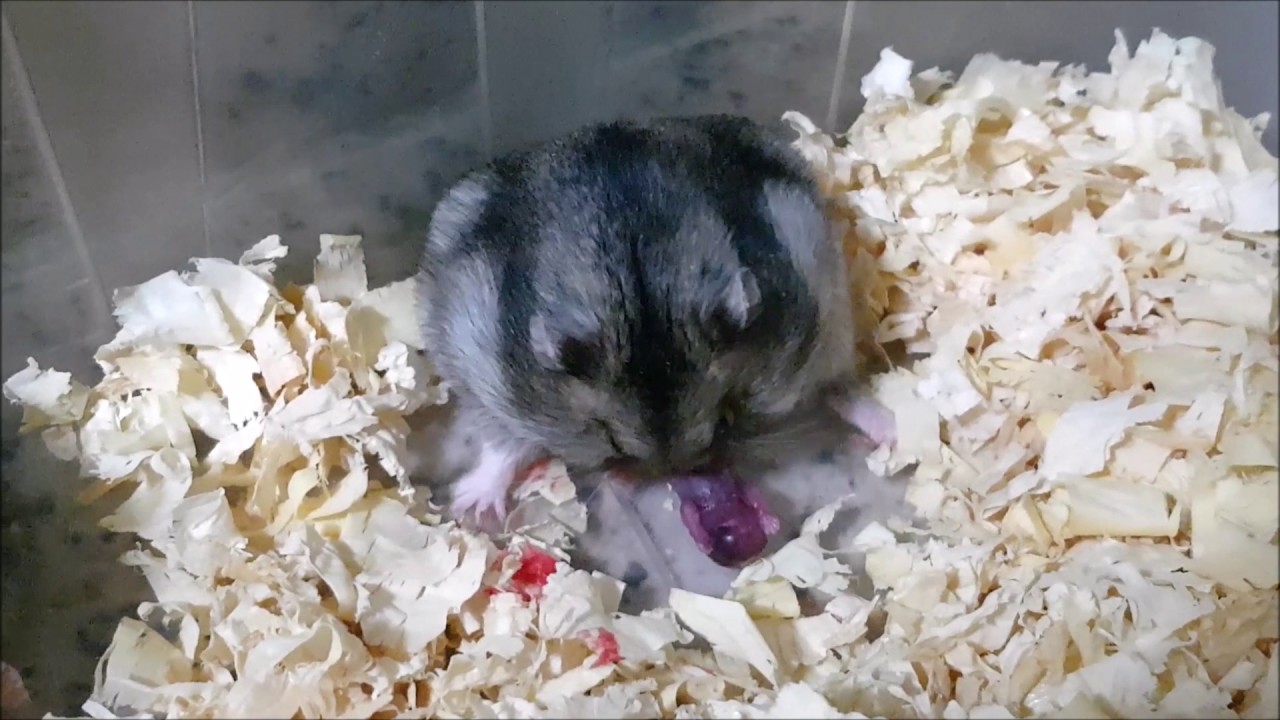Parto de Hamster An&atilde;o Russo