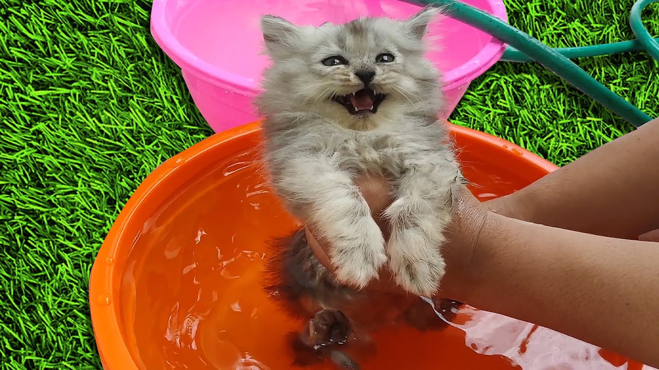 First Bath for Kitten Cry Loudly Calling It's Mother