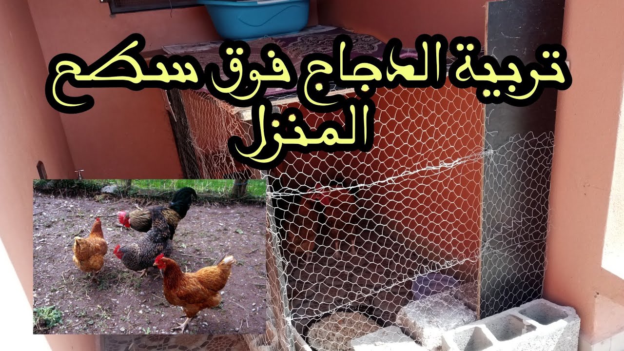 مشروع تربية الدجاج على سطح المنزل ، كيفية بناء مسكن الدجاج