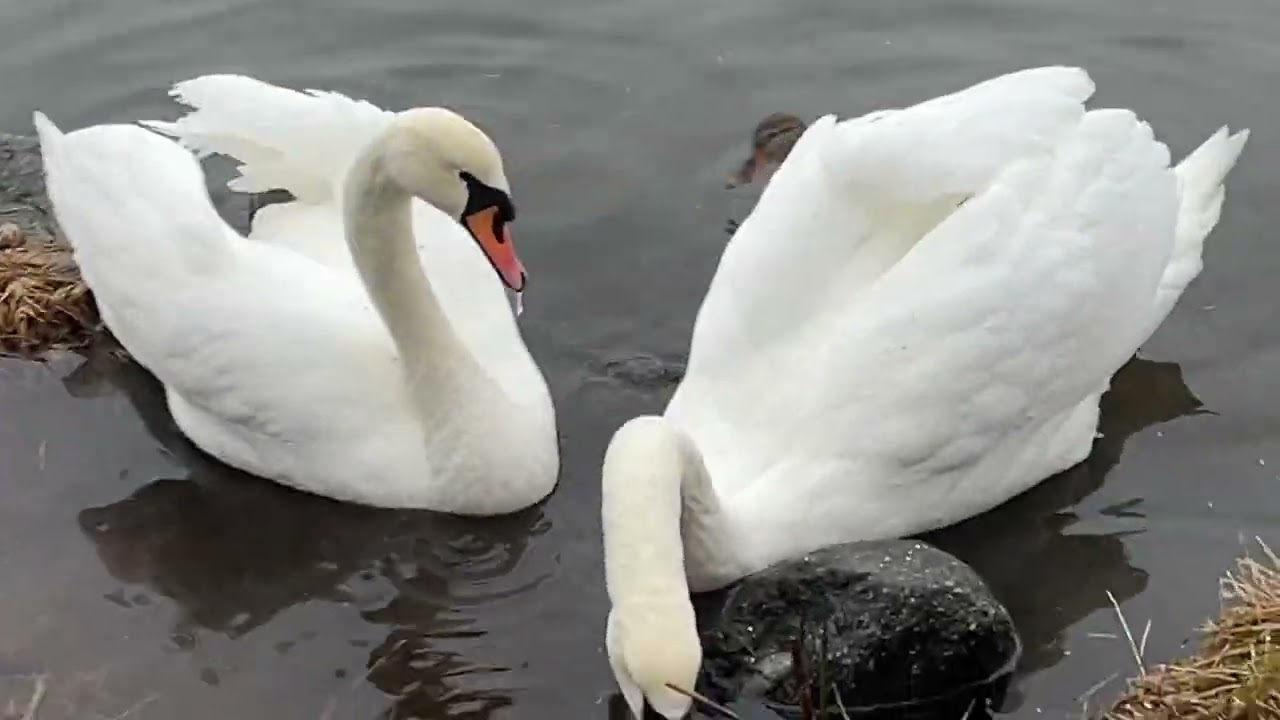Swans relaxed and pigeons have amore on the side/the Crow have a lot to say Norway 