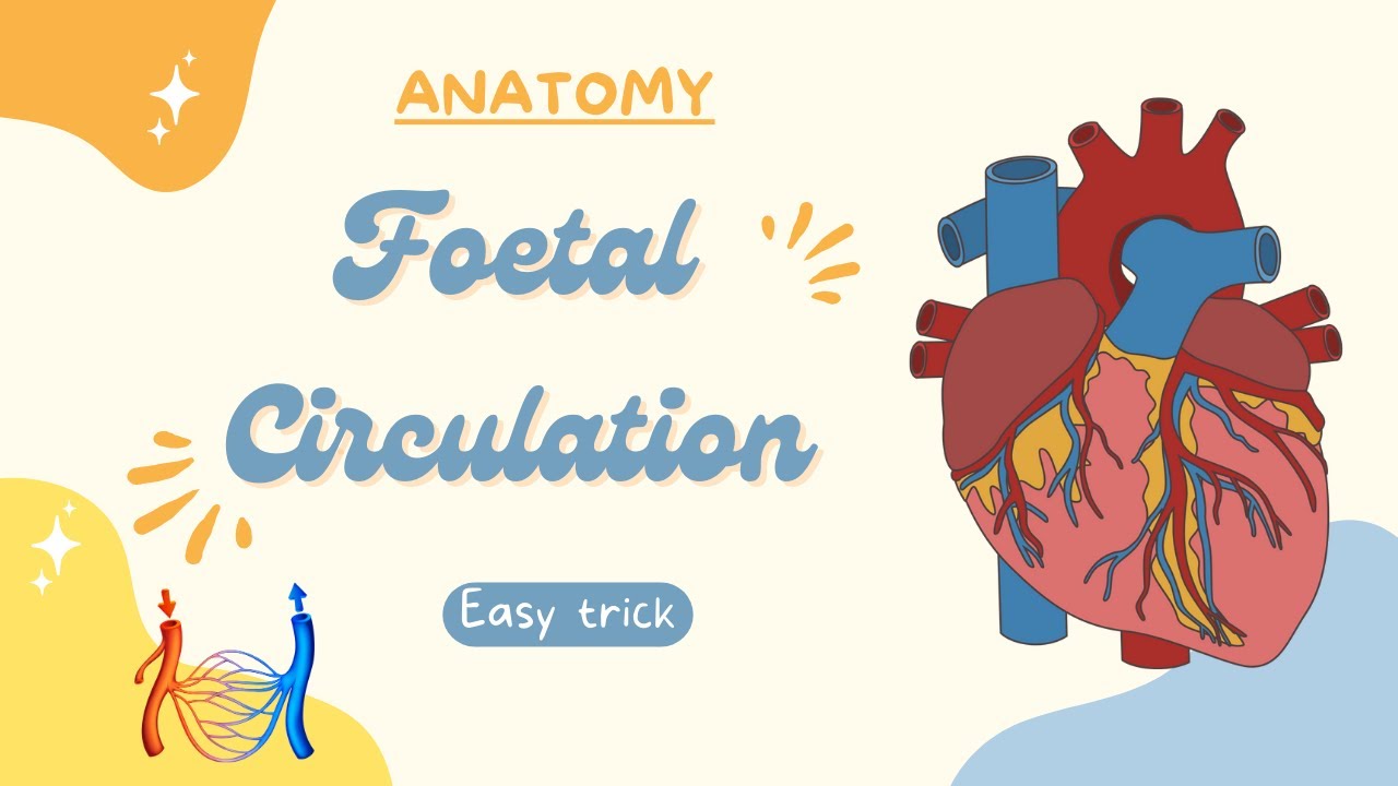 Foetal (Fetal) Circulation in Anatomy | Changes After birth | Easy trick | Flow chart