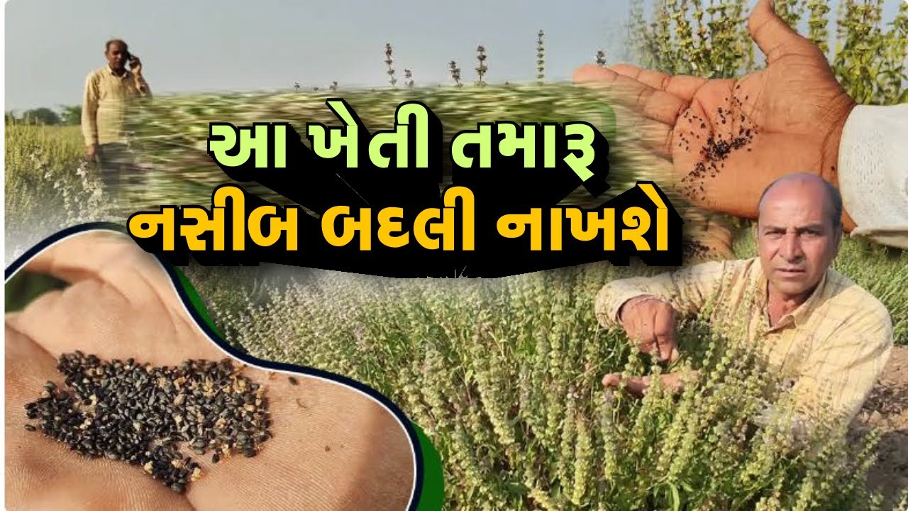 આ ખેતી તમારી કિસ્મત બદલી નાખશે ll વિઘે 300 ગ્રામ બિયારણ ll ના ખાતર અને કોઈ માવજત ll  લાખોની આવક ll