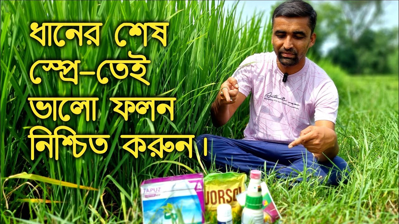 শেষ লগ্নে ধানে কি কি স্প্রে করলে ভালো ফলন পাওয়া যাবে?ধানে ব্যাপক হারে ফলন বাড়াতে কি স্প্রে করবেন?