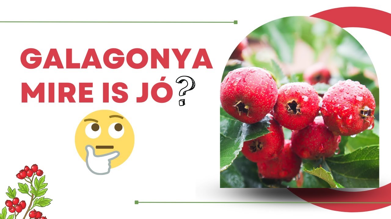 8 LENYŰG&Ouml;ZŐ &Eacute;lettani Hat&aacute;s, Amit a Galagonya Adhat